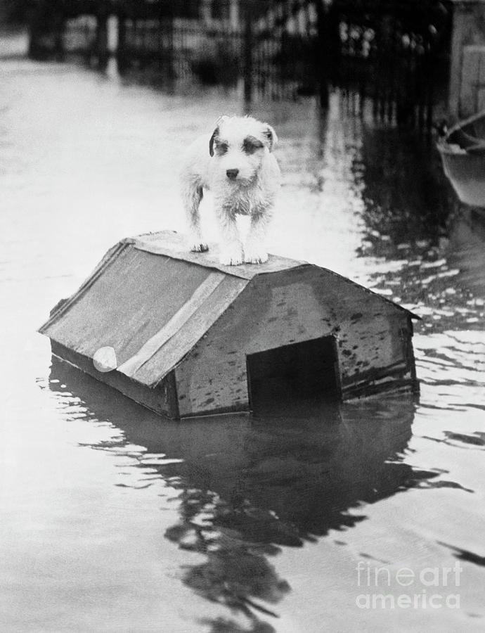 Dog Floating On Doghouse Photograph by Bettmann