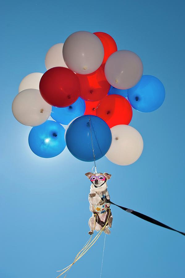 Dog Floating With Balloons Digital Art by Heeb Photos