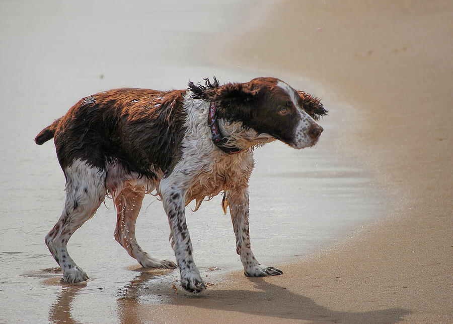 Dog Shaking Off The Sea Photograph