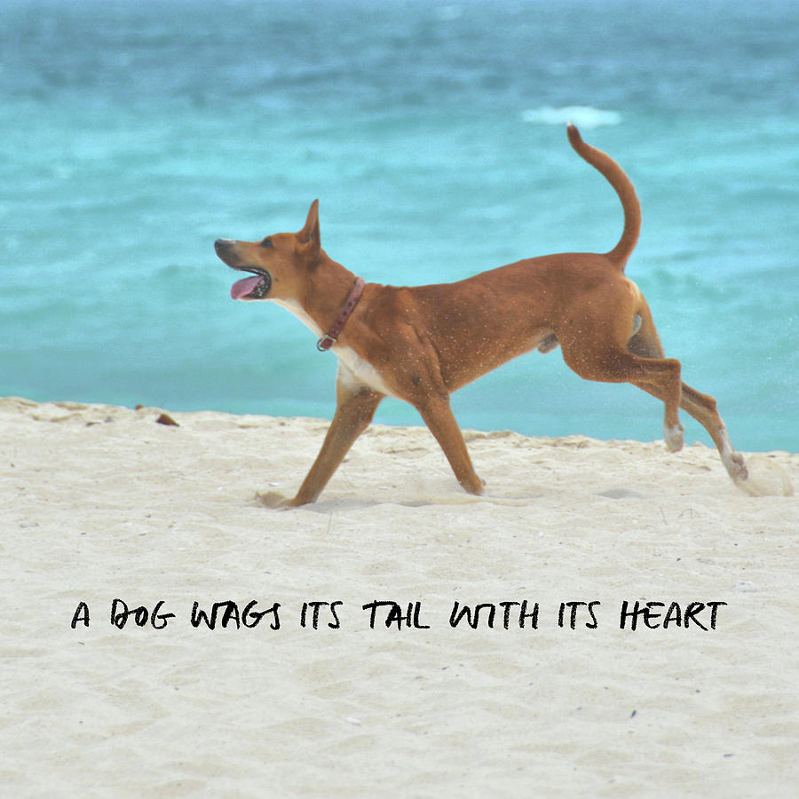 DOG HEART quote Photograph by Jamart Photography
