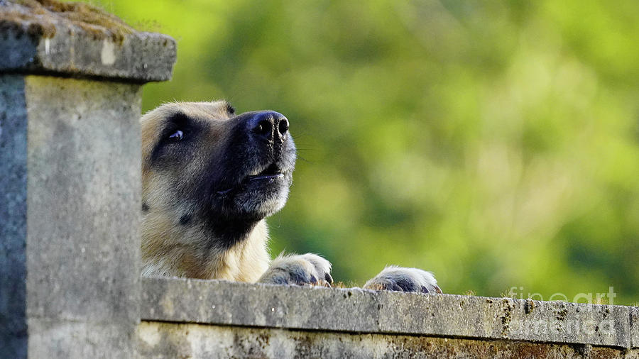 Dog Howling Close Up Photograph by Pablo Avanzini
