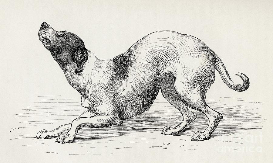 Dog In A Humble And Affectionate Frame Of Mind Drawing by Mr Riviere