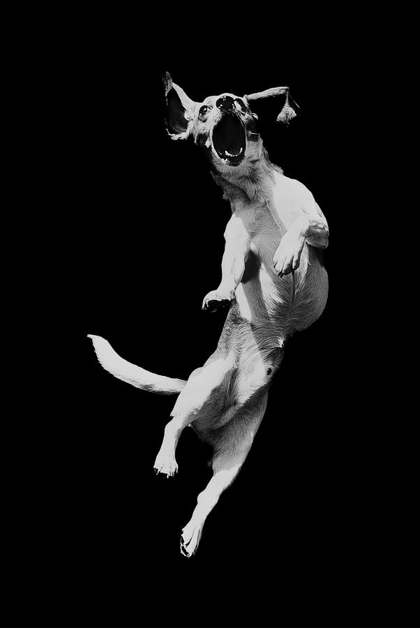 Dog In Mid-air Jump B&w Photograph by Henry Horenstein