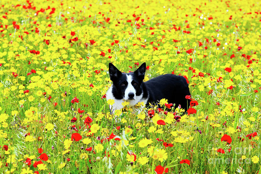 Dog In The Flowers Photograph