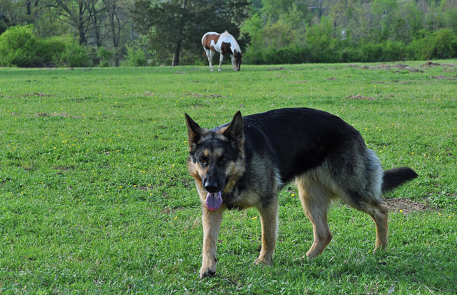 Dog in the horse pasture Photograph by Denise Lash | Fine Art America