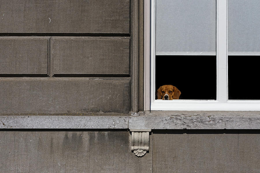 Dog in the Window Photograph by Thomas Hall