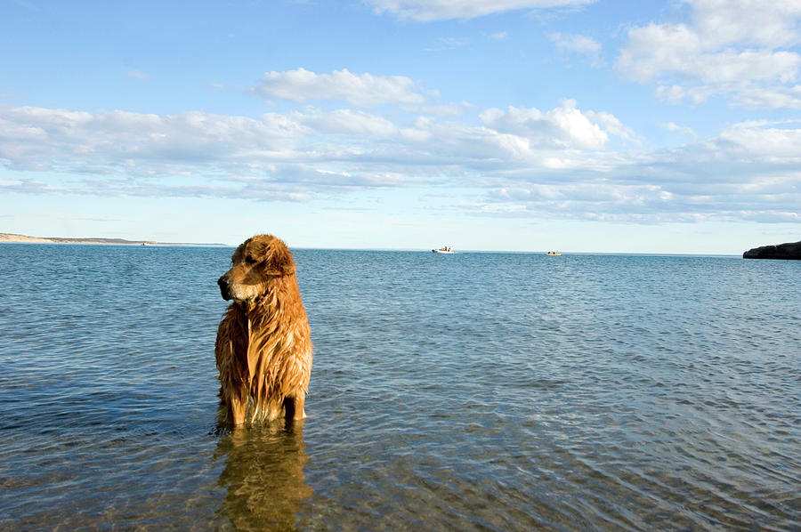 Dog In Water Digital Art by Photolatino
