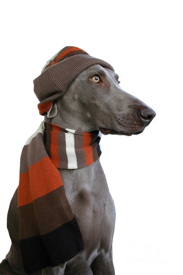 Winter Photograph - Dog In Winter Look 2 by Lily Rosen - Zohar Winter Photograph - Dog In Winter Look 2 by Lily Rosen - Zohar