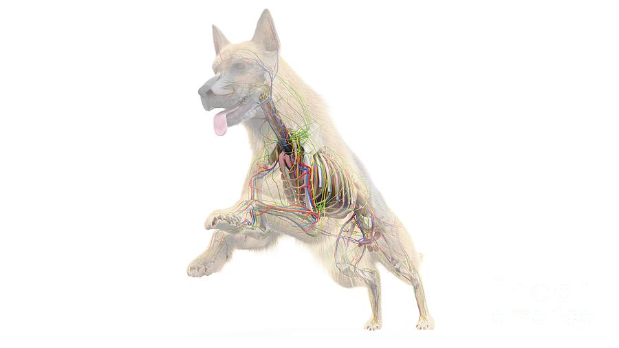 dog internal anatomy