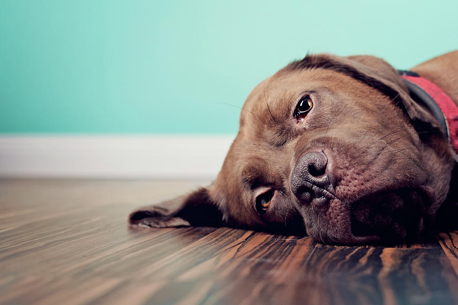 Dog Lazing On Wood Floor With Blue Photograph by Little Brown Rabbit Photography
