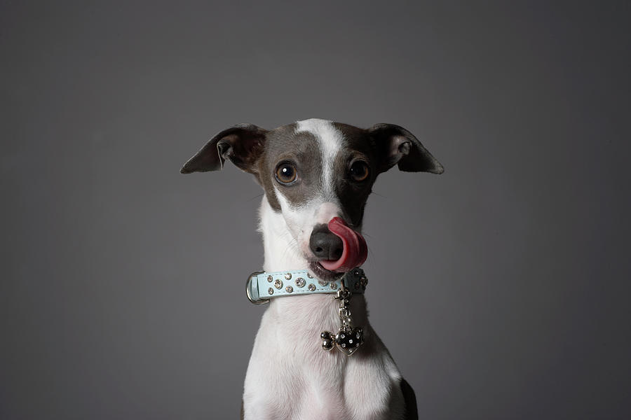 Dog Licking His Nose Photograph by Chris Amaral
