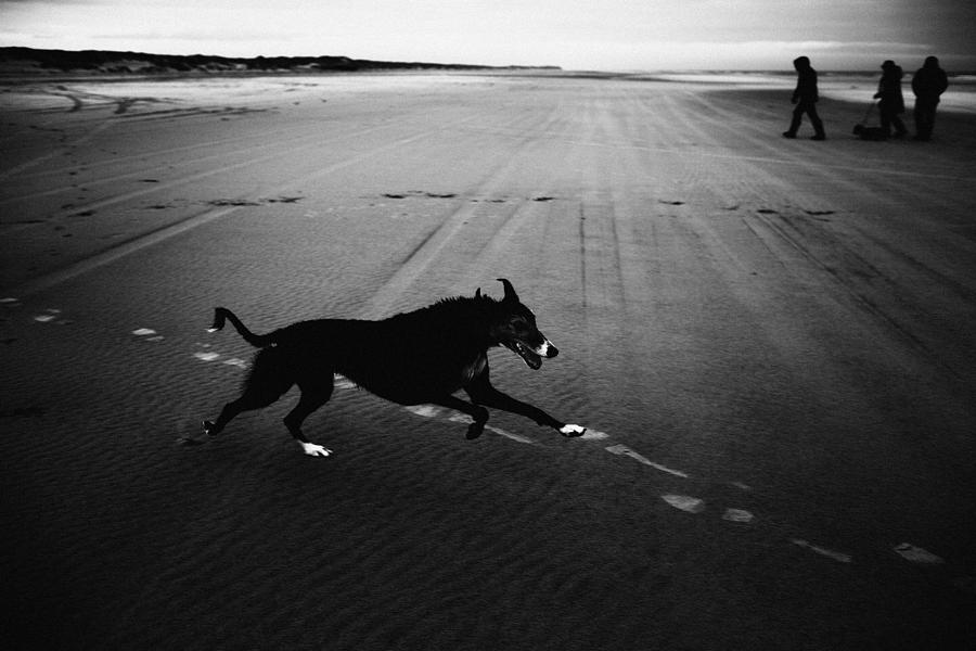Dog Photograph by Liesbeth Van Der Werf