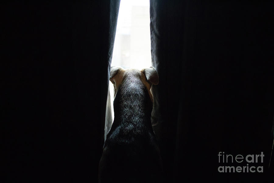 Dog Looking Through Window, Silver Photograph by Patrick Thornton