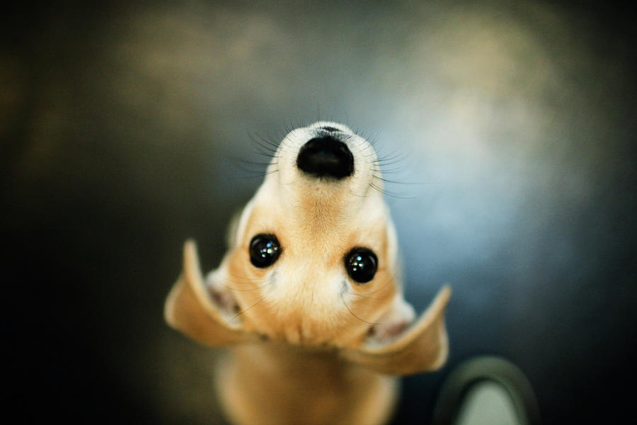 Dog Looking Upwards Photograph by Samalive