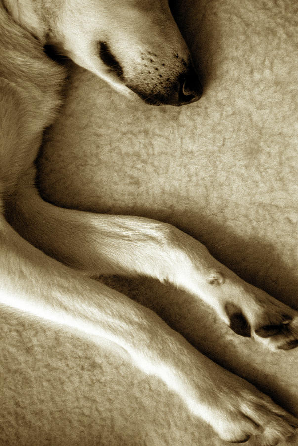 Dog Lying On Carpet, Detail Of Muzzle Photograph by Leland Bobbe