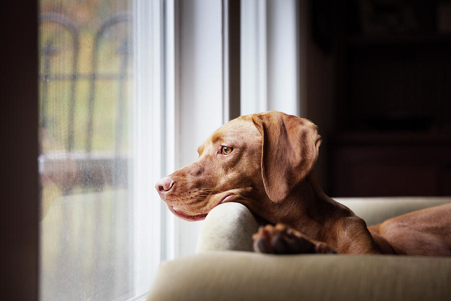 Dog Lying On Sofa And Looking Trough Window Photograph by Cavan Images ...