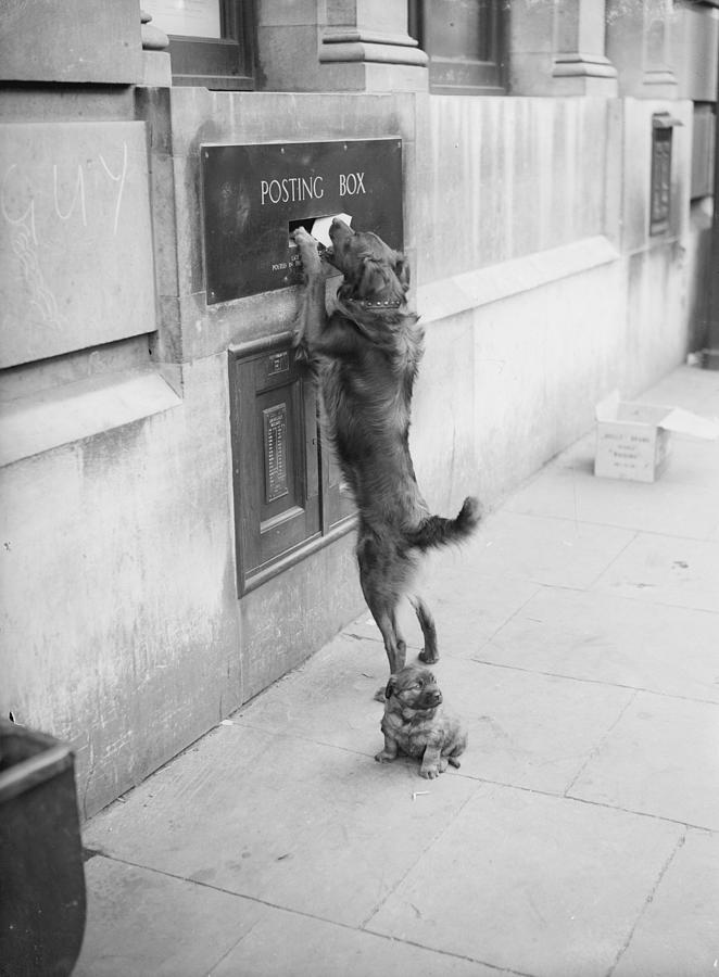Dog Mail Photograph by Fox Photos
