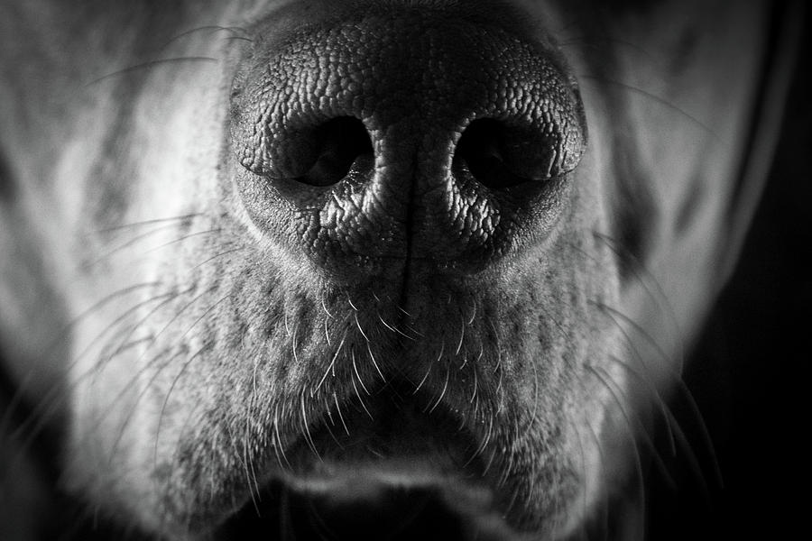 Dog Nose - Close Up Photograph by Jay De Winne