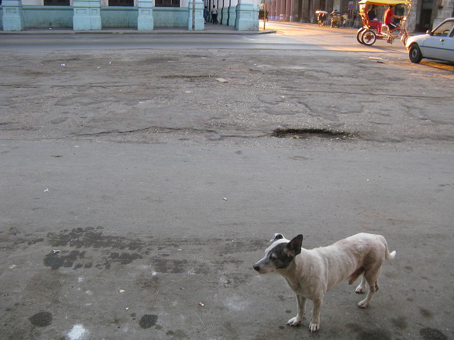 Dog Photograph - Dog Of Havana by Inge Elewaut