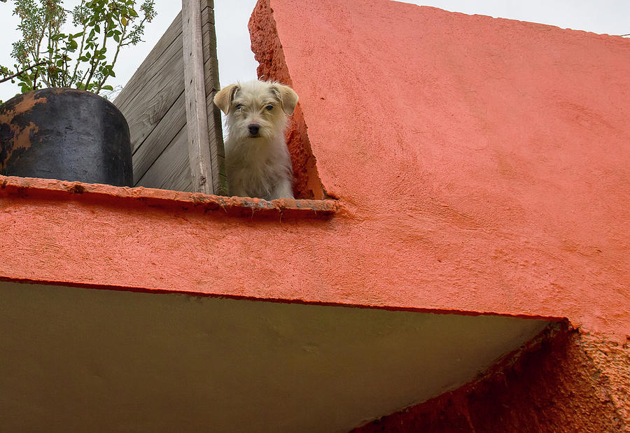 Dog on a Ledge Photograph by Amy Sorvillo