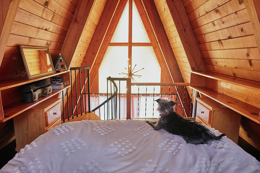 Architecture Digital Art - Dog On Bed In A-frame House by Heshphoto