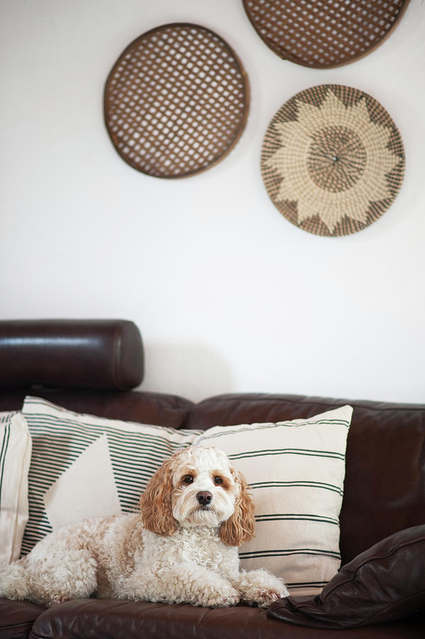 Dog On Brown Leather Sofa With Scatter Cushions Photograph by Alexandra Feitsch