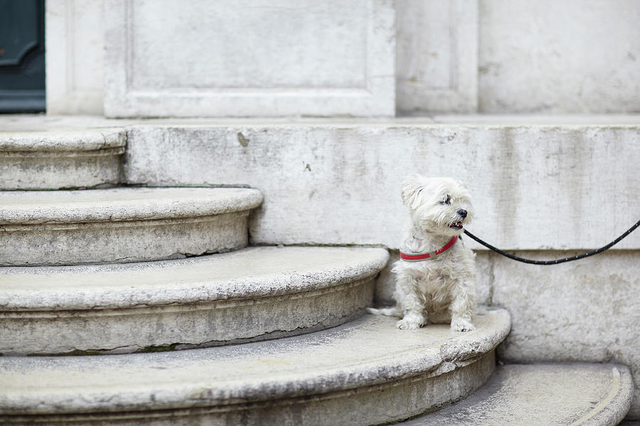 Dog On Church Steps Digital Art by Lisa Linder