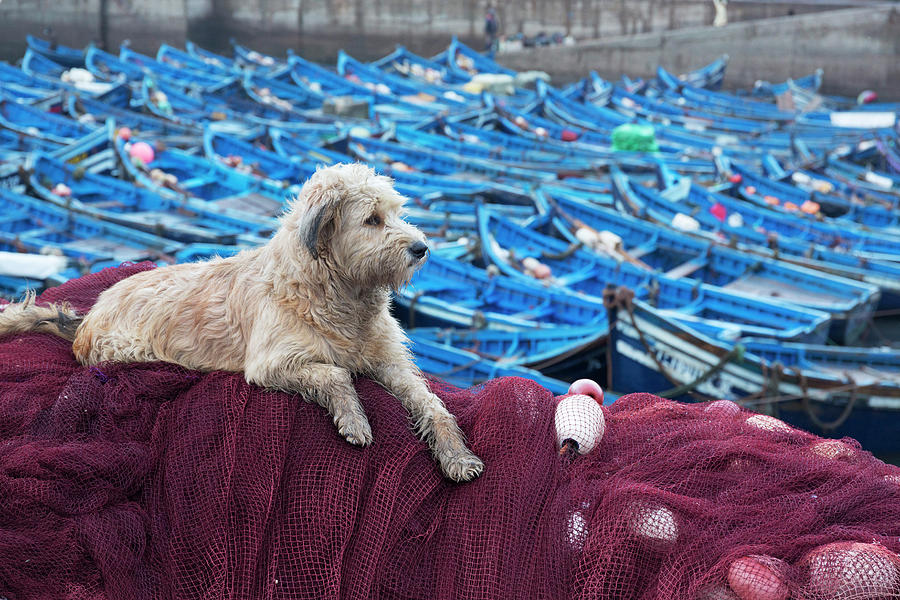 Dog On Fishing Gear, Essaouira, Morocco Digital Art by Tim Mannakee - Pixels