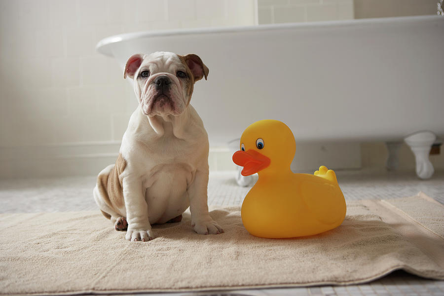 Dog On Mat With Plastic Duck Photograph by Chris Amaral