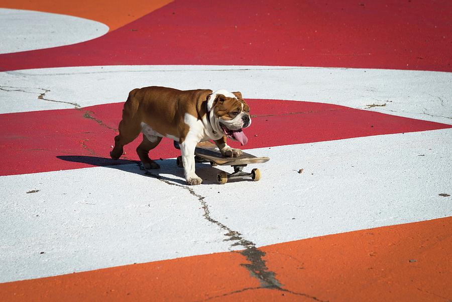 Dog On Skateboard Digital Art by Heeb Photos