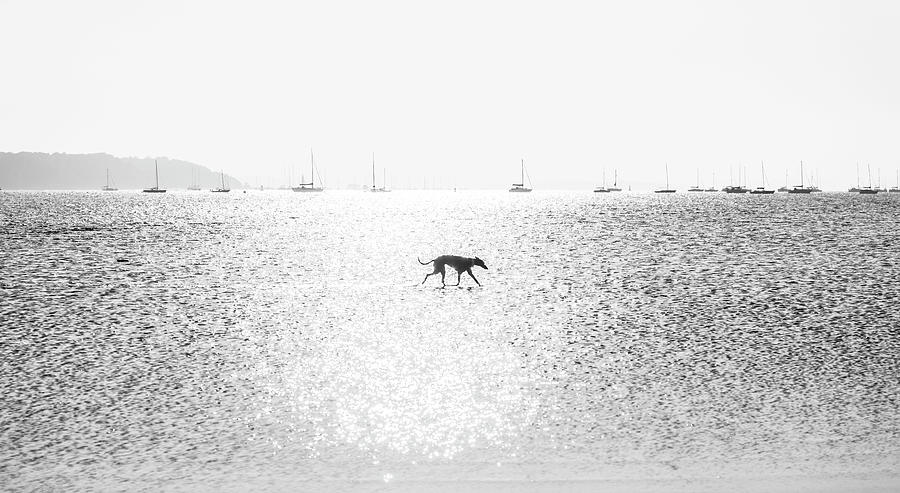 Dog On The Beach Digital Art by Andrew Lever