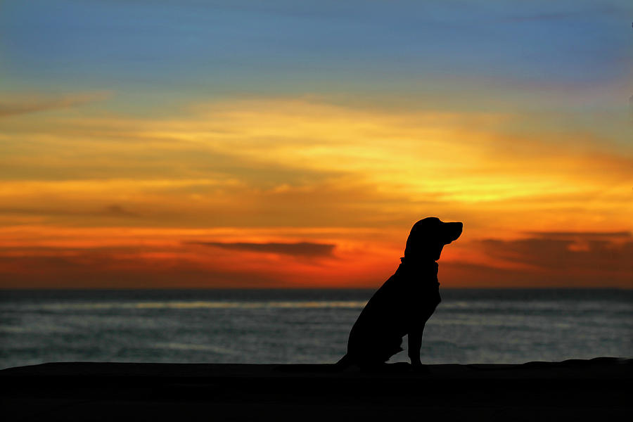 Winter Photograph - Dog On Windansea Beach At Sunset, La by K.C. Alfred