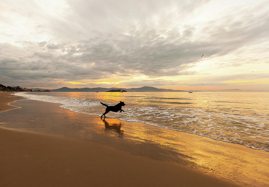 Dog Playing At Canasvieira Beach Photograph by E.hanazaki Photography