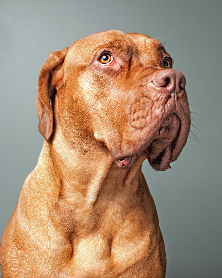 Dog Portrait Photograph by Chad Latta