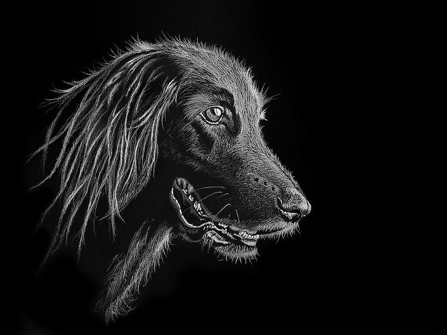 Dog Portrait Drawing by Jeff Burcher