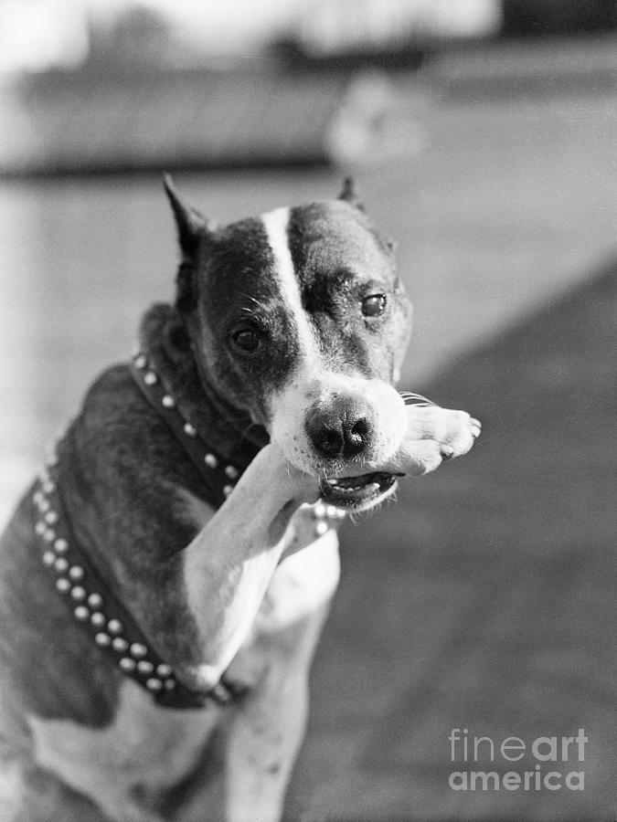 Dog Poses Holding One Paw In His Mouth Photograph by Bettmann