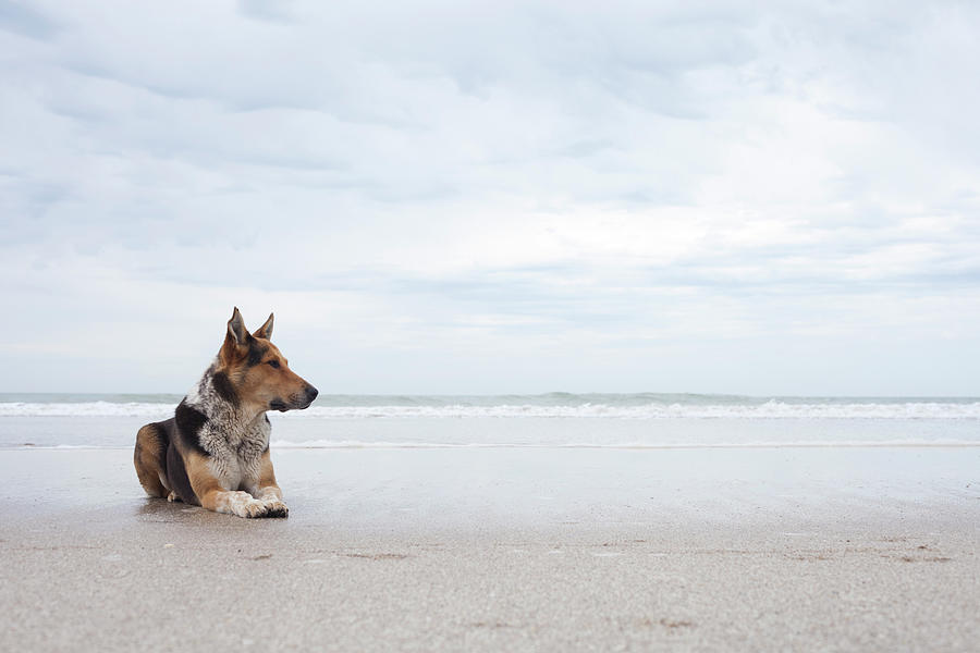 Dog Resting On The Beach Photograph by Virginia Zozaya