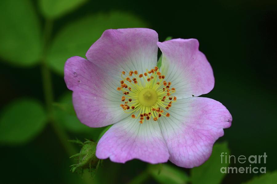 Dog Rose (rosa Canina) Photograph by Colin Varndell/science Photo Library