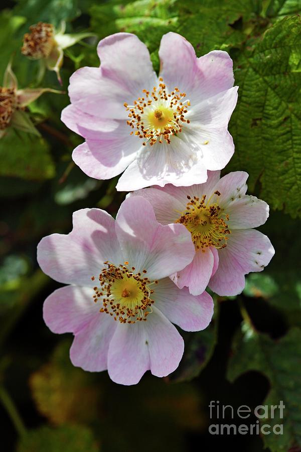 Flower Photograph - Dog Rose (rosa Canina) by Dr Keith Wheeler/science Photo Library