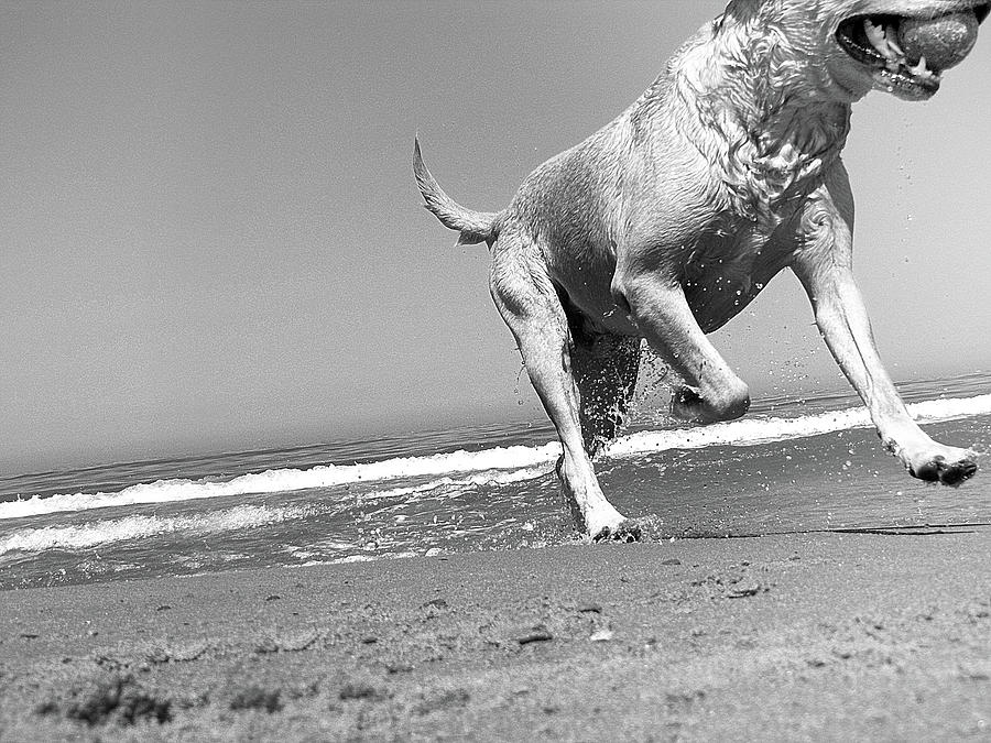 Dog Running In Beach Photograph by Mari Dangeri