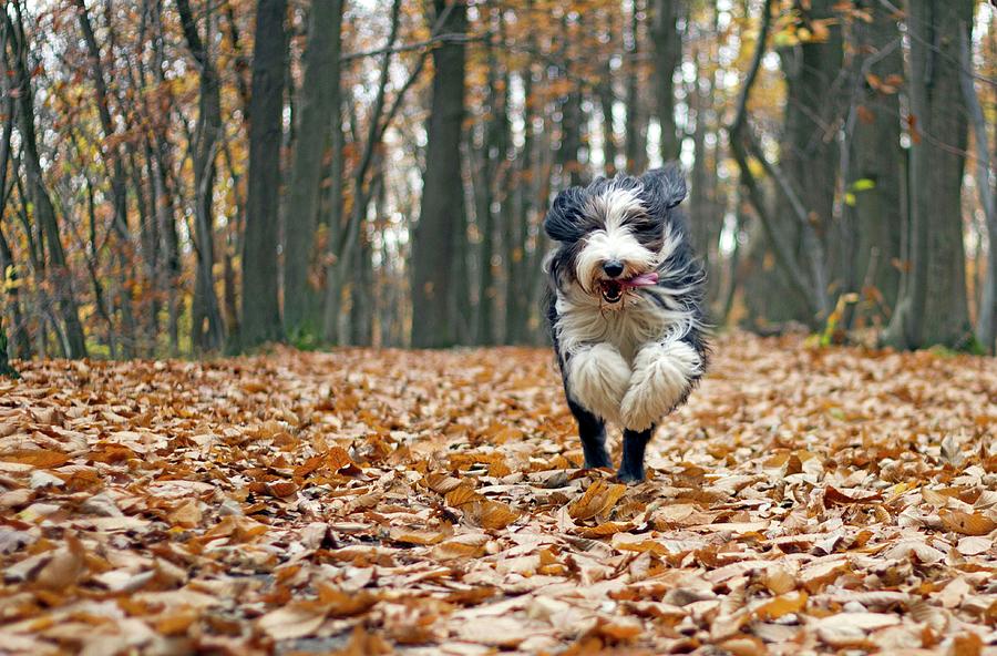 Dog Running In Forest Photograph by Regarder Tout Autour De Soi