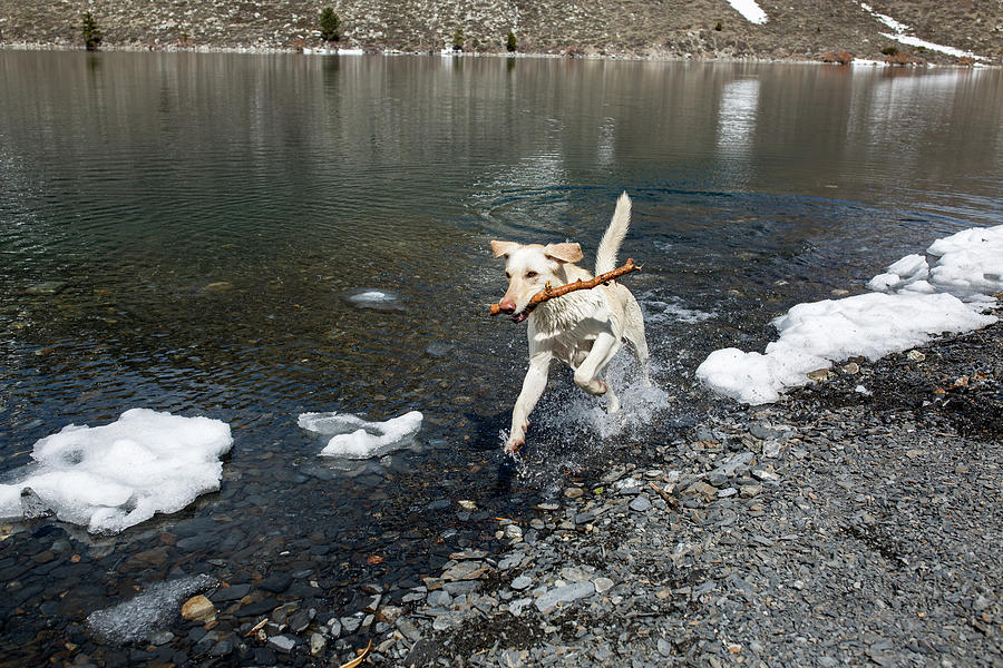 Nature Photograph - Dog Runs Through Partially Frozen Lake With A Stick In Her Mouth by Cavan Images