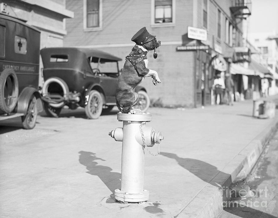 Dog Seated On Fire Hydrant Photograph by Bettmann