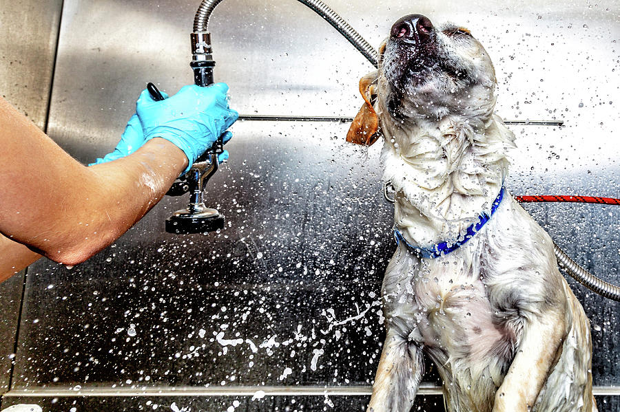 Dog Photograph - Dog Shaking Water Off After Bath at Groomer by Good Focused