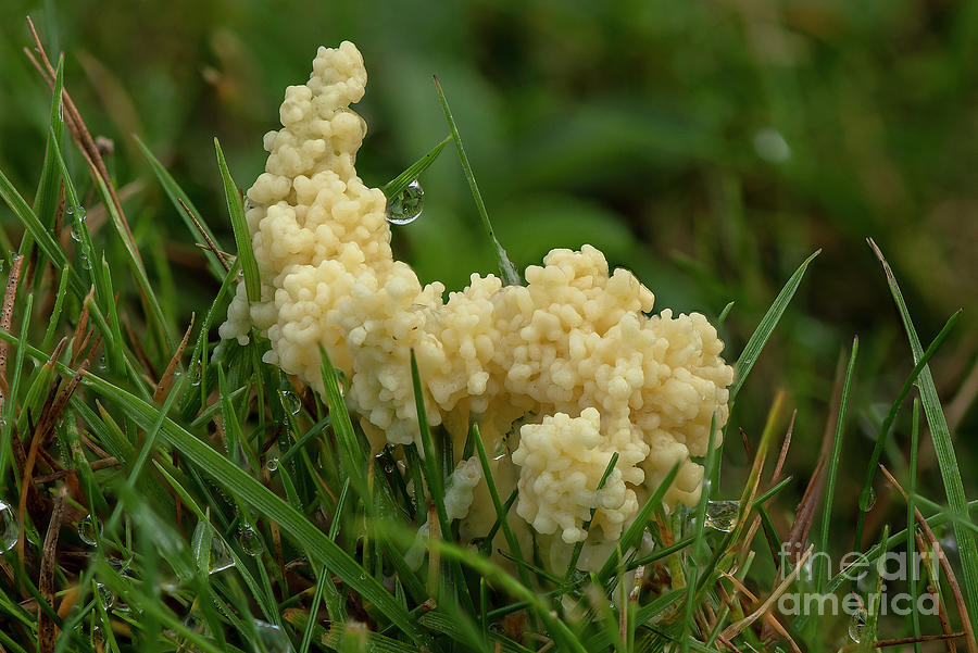 Dog Sick Slime Mould On Grassland In Autumn Photograph by Bob Gibbons/science Photo Library