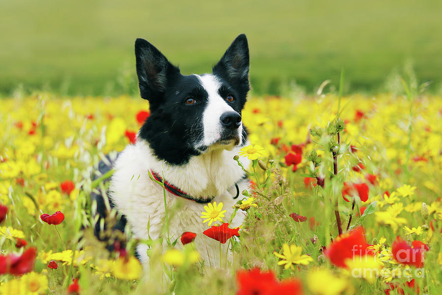 Dog Sitting Pretty in the Flowers Photograph by Terri Waters