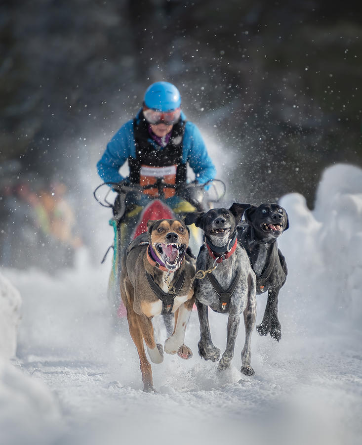 Dog Sled Race Photograph by Li Jian