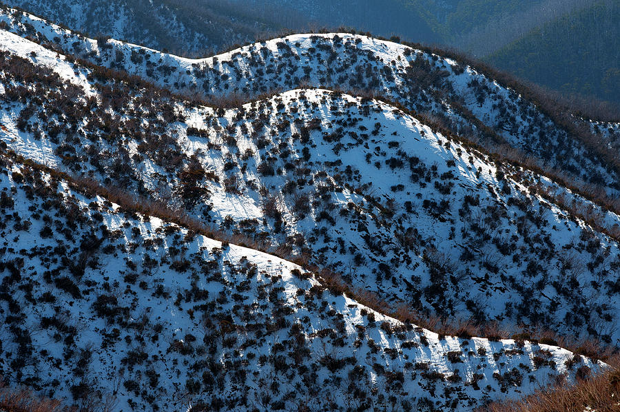 Dog Sled Races At The Dinner Plain Ski Village In The Victorian Alps