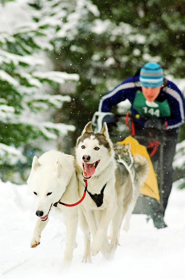 Dog Sled Racing Photograph by Duncan Shaw/science Photo Library