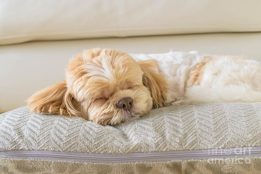 dog sleeping comfortably